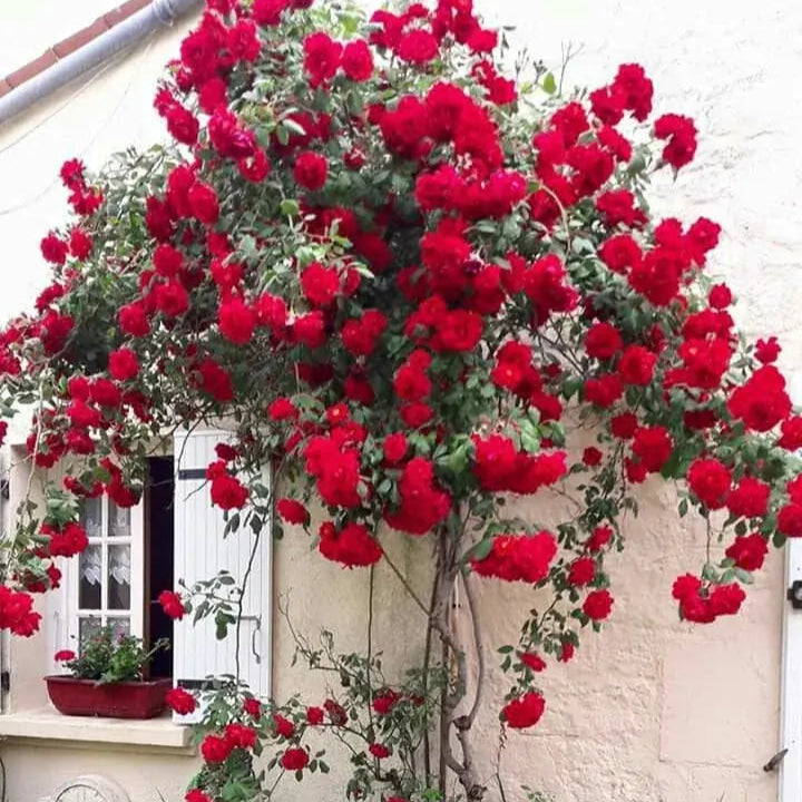 Kit Plante Amor: Sementes de Roseira Trepadeira