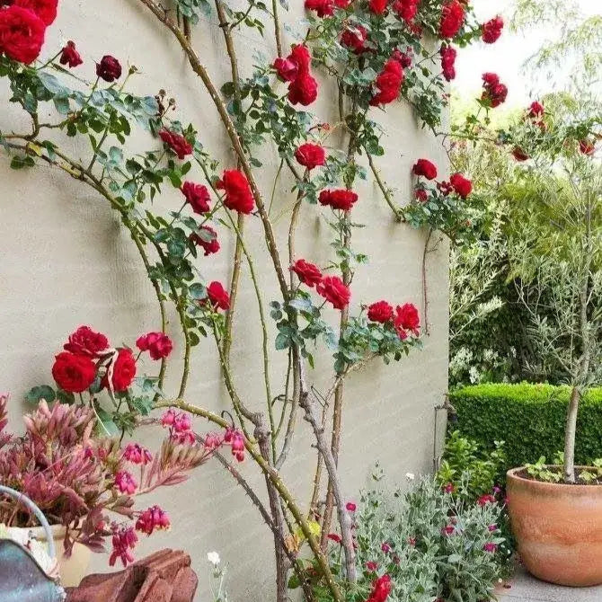 Kit Plante Amor: Sementes de Roseira Trepadeira