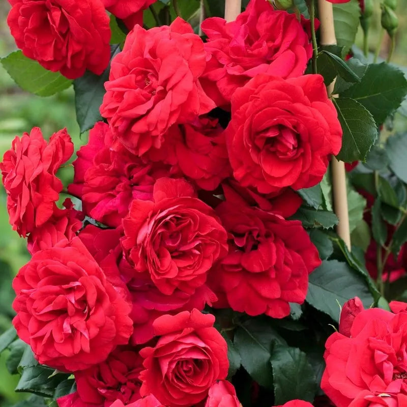 Kit Plante Amor: Sementes de Roseira Trepadeira
