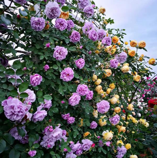 Kit Plante Amor: Sementes de Roseira Trepadeira