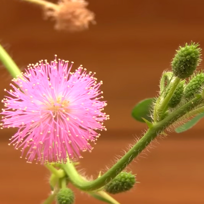 Kit 100 Sementes Mimosa Pudica